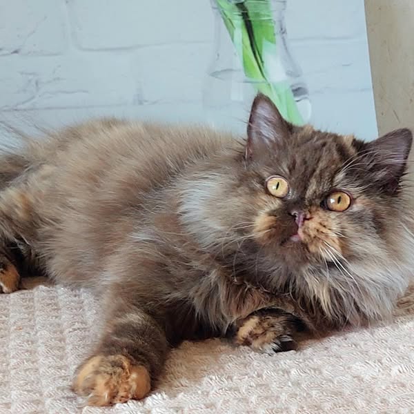 British Longhair