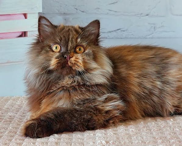 British Longhair