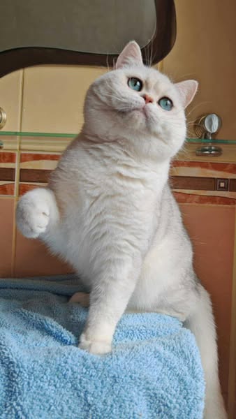British Shorthair