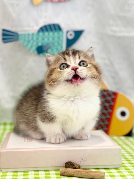 Munchkin
