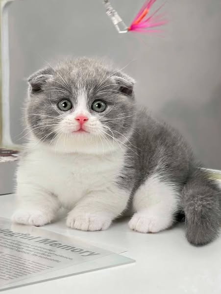 Munchkin Fold