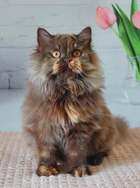 British Longhair