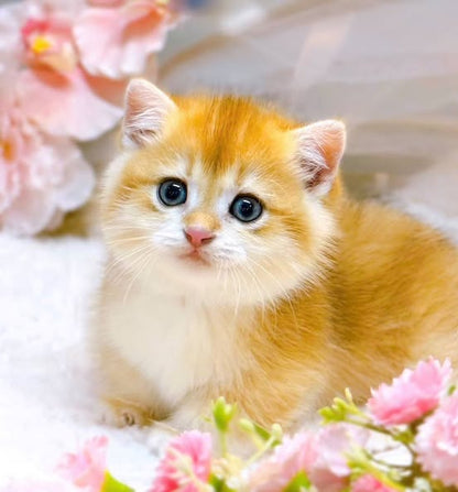 Munchkin