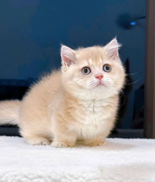 Munchkin
