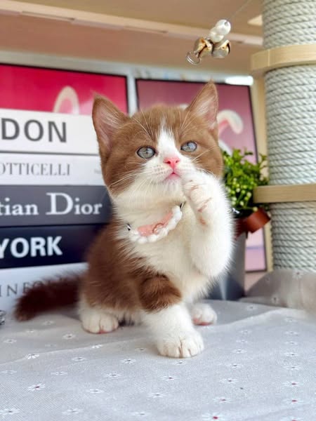 British Shorthair