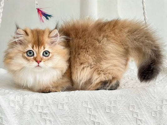 Munchkin Longhair