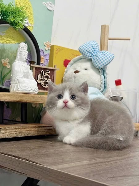Munchkin