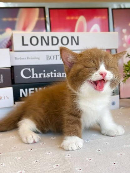 British Shorthair