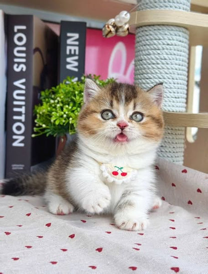 Munchkin