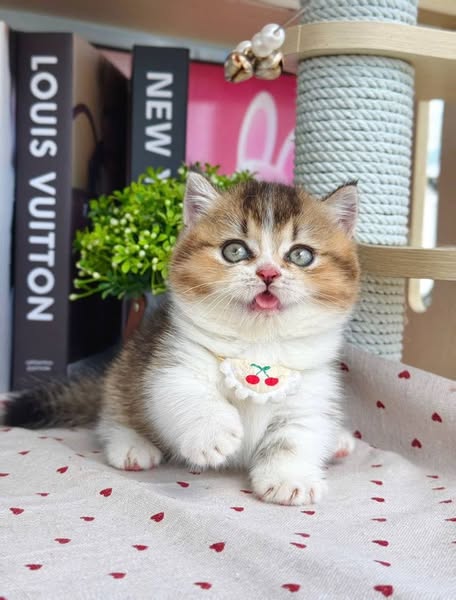 Munchkin