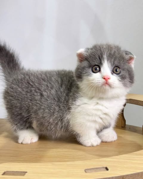 Munchkin Fold