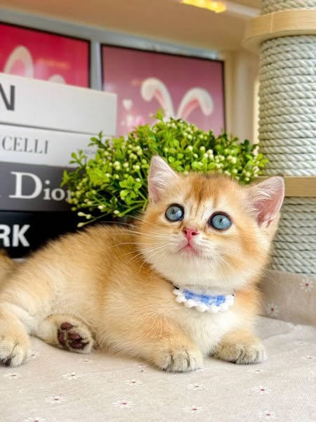 Munchkin