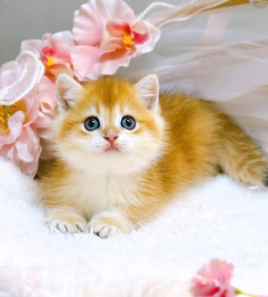 Munchkin