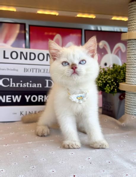 British Shorthair