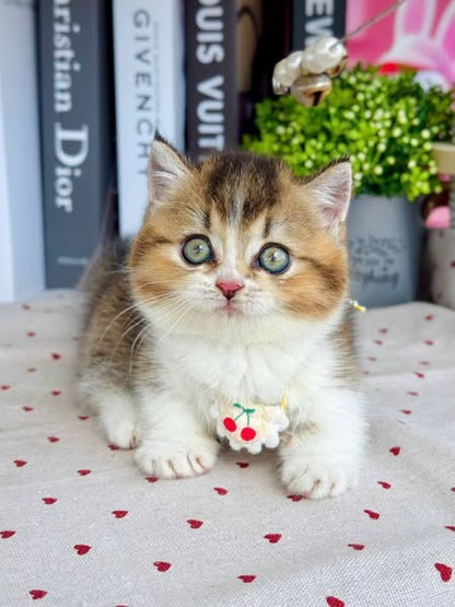 Munchkin