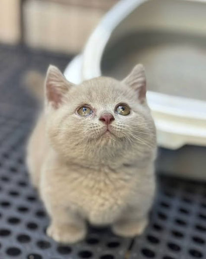 Munchkin