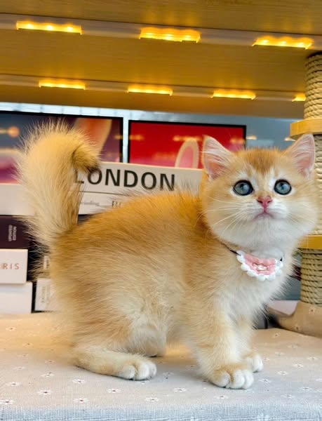 British Shorthair