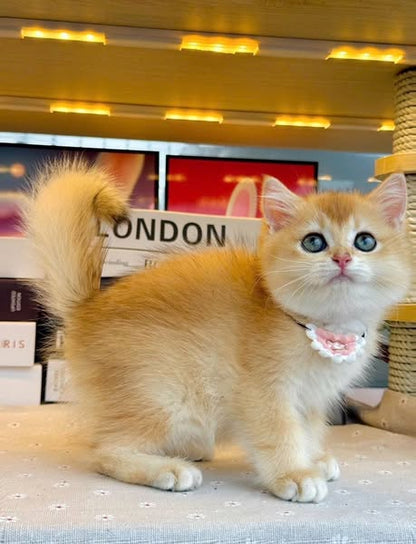 British Shorthair