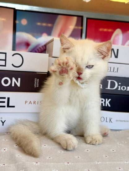 British Shorthair
