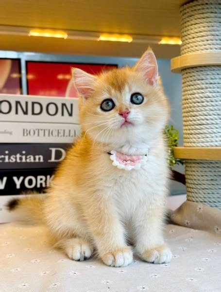 British Shorthair