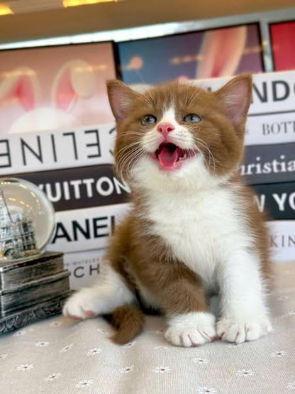 British Shorthair