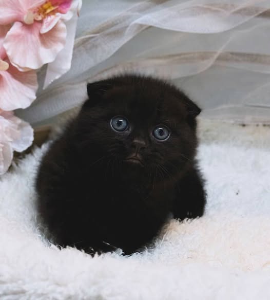 Munchkin Fold