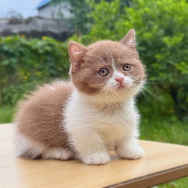 Munchkin