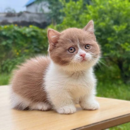 Munchkin