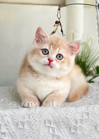 Munchkin