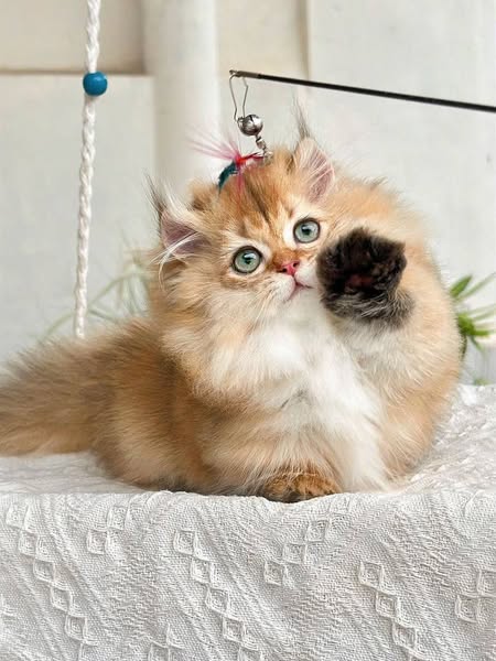 Munchkin Longhair