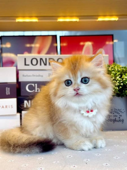 British Longhair