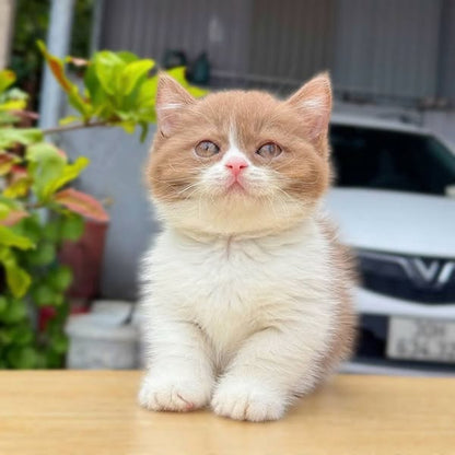 Munchkin