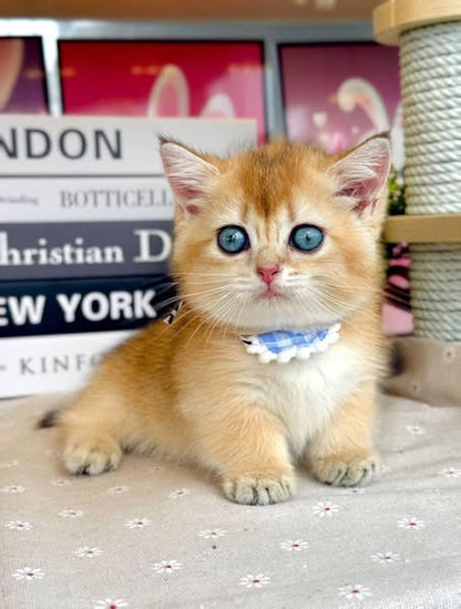 Munchkin