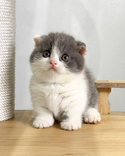 Munchkin Fold