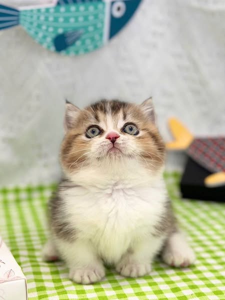 Munchkin