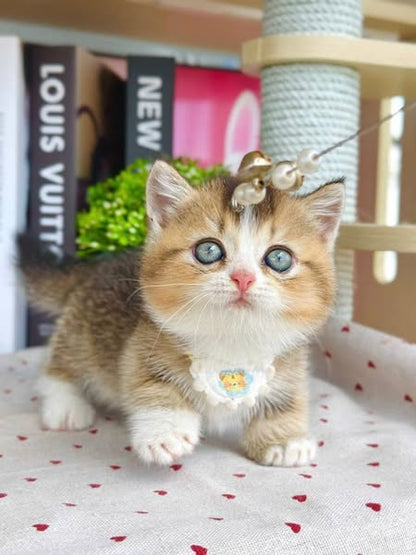 Munchkin