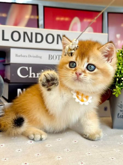 British Shorthair
