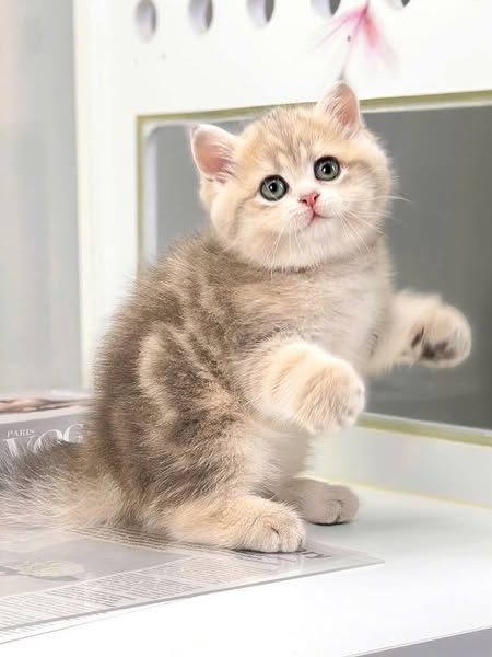 Munchkin Fold