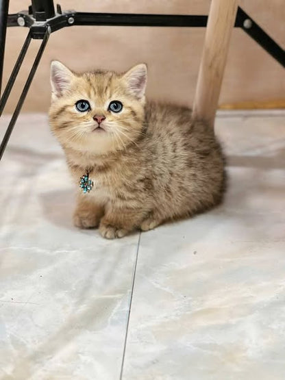 Munchkin