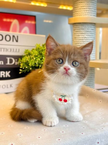 British Shorthair