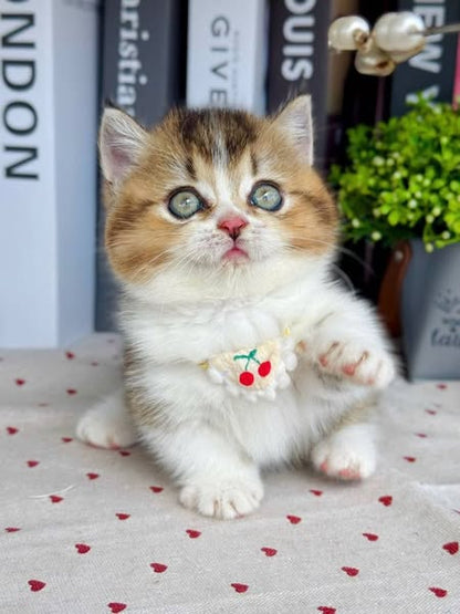 Munchkin
