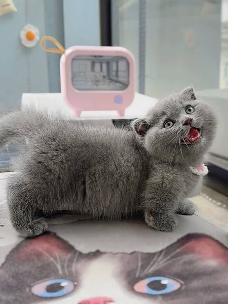Munchkin Fold