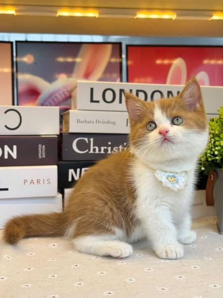British Shorthair