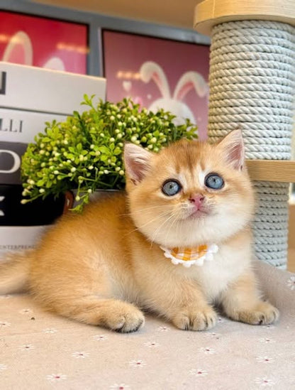 Munchkin
