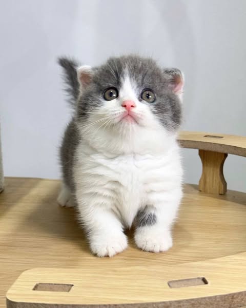 Munchkin Fold