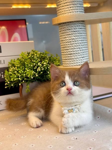 British Shorthair