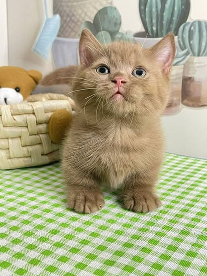 Munchkin