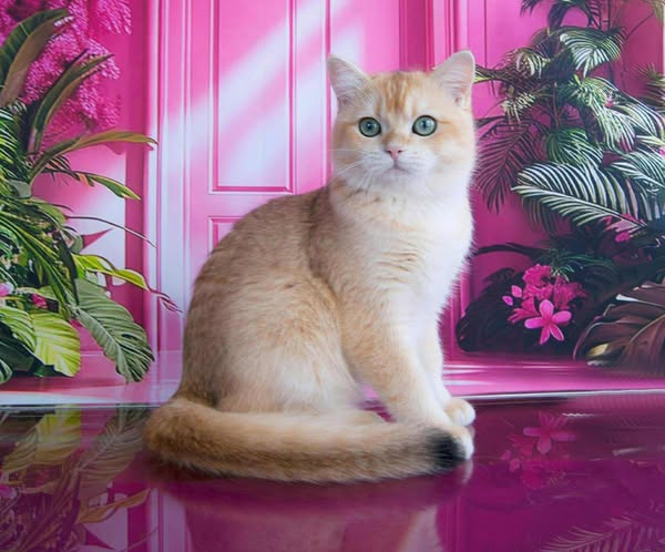 British Shorthair