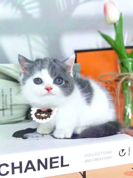 Munchkin