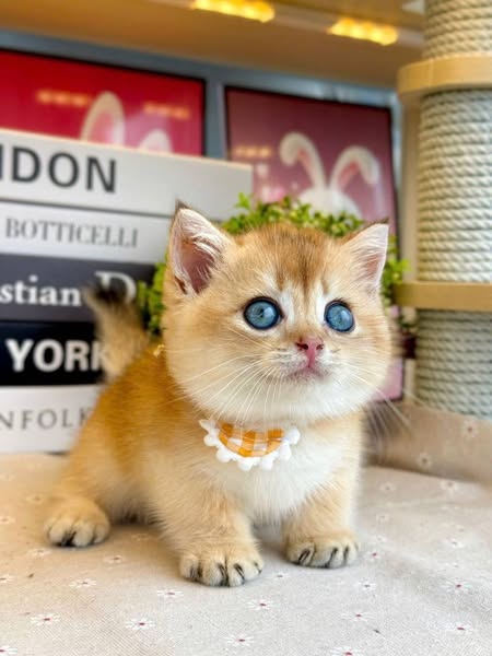 Munchkin